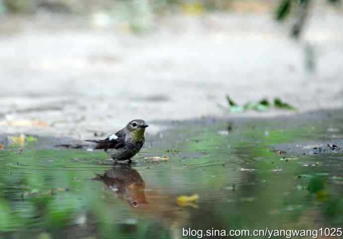 白眉姬鹟（雌性）