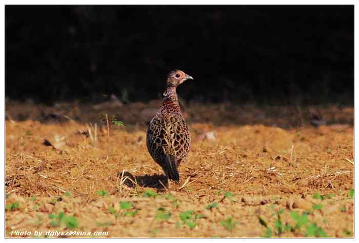 武汉观鸟会初级观鸟讲座[第10课]——冬季观鸟
