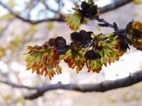 鱼类活化石：非洲肺鱼