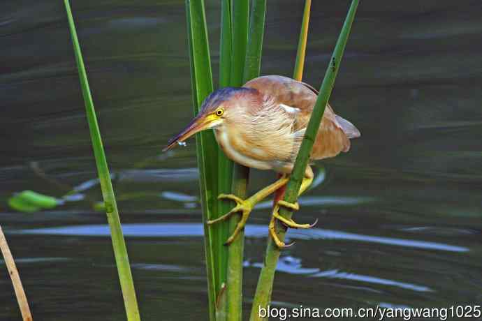 北京将府公园的鸟类——黄苇鳽专心致志