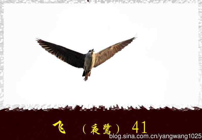 飞（夜鹭）41
