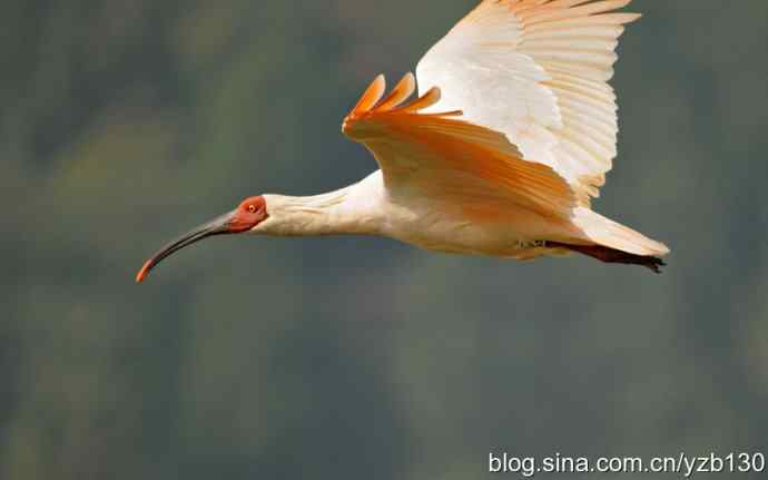 国之瑰宝，鸟类珍品鈥斺斨禧q（组图）