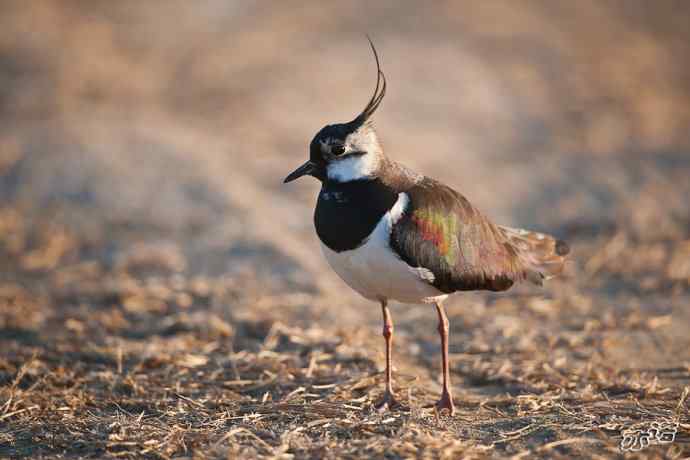 3月27日北京野鸭湖一组原画幅鸟片