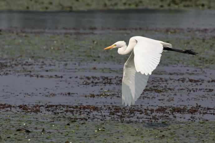 摄鸟拾趣 wbr wbr白鹭（二）
