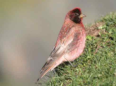 美丽无罪：雀鸟之雀类