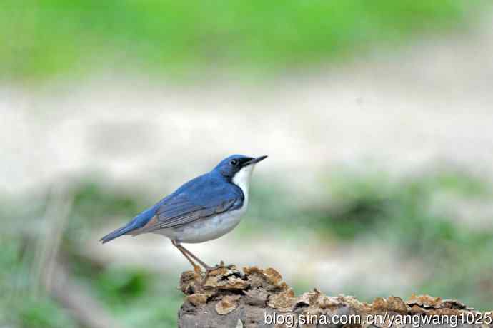 北京天坛公园的鸟类——雄性蓝歌鸲（15）