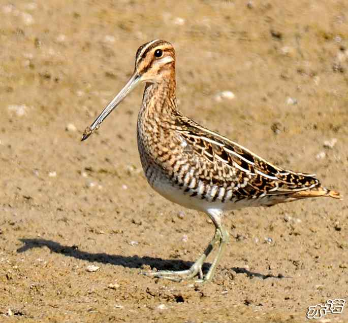 圆明园&nbsp;wbr路&nbsp;wbr扇尾沙锥和针尾沙锥