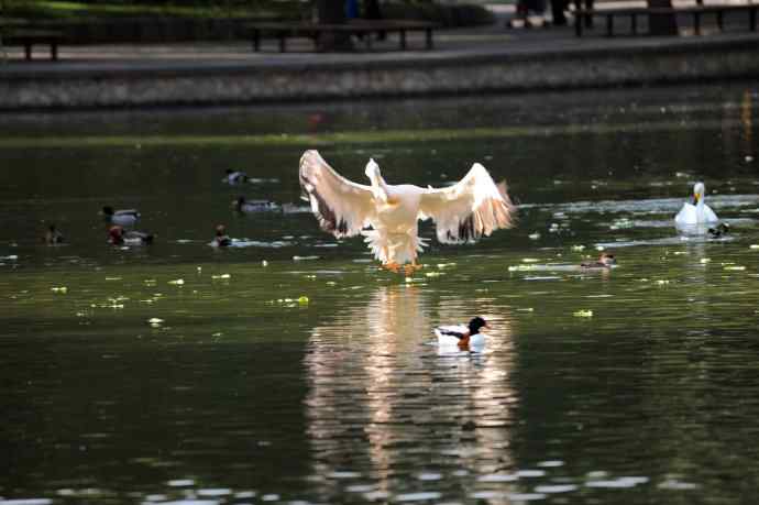 再拍鹈鹕 wbr wbr14