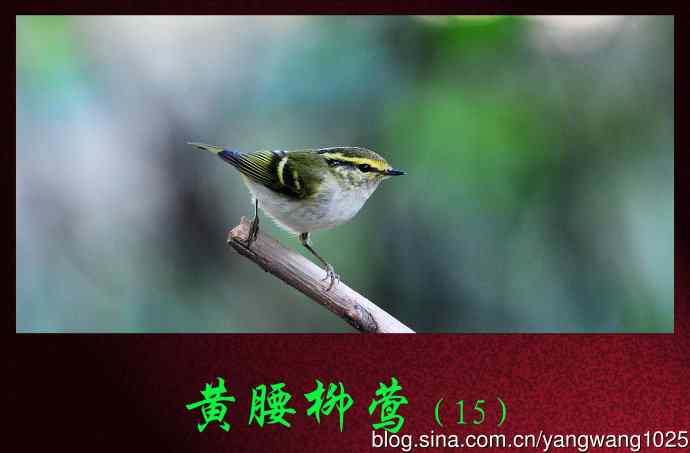 北京天坛公园的鸟类——黄腰柳莺(15)