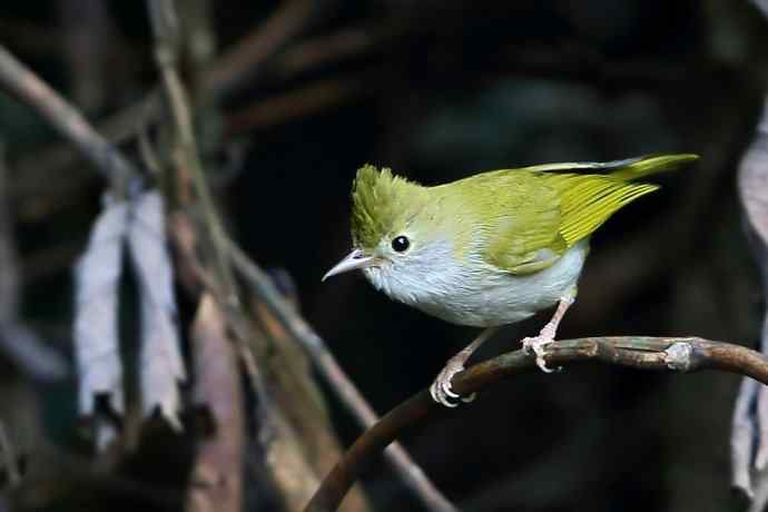 云飘繁花憩 南风任鸟依 (两天百花岭观鸟兼谈攻略)