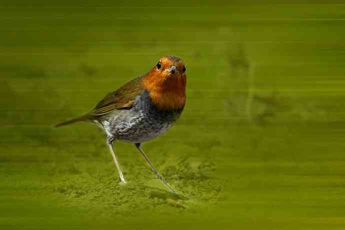 打鸟归来收获多多   (5）日本歌鸲
