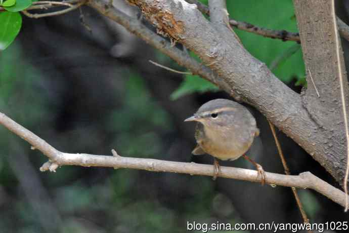 褐柳莺（10）