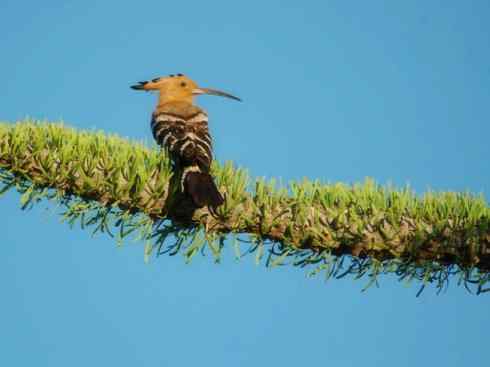 绝色攀禽:戴胜与林戴胜 绝色攀禽:戴胜与林戴胜