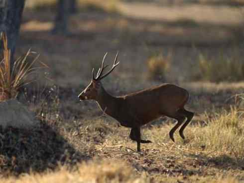 麒麟：传说的兽原型探秘（麋鹿）