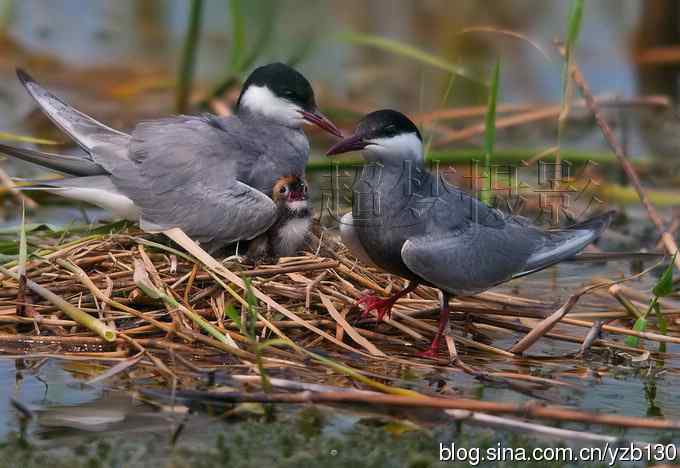 这世界，我来了！任凭风暴漩涡鈥︹Γㄗ橥迹25张图片）