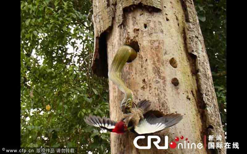【视频】勇敢的啄木鸟 敢于和蛇战斗