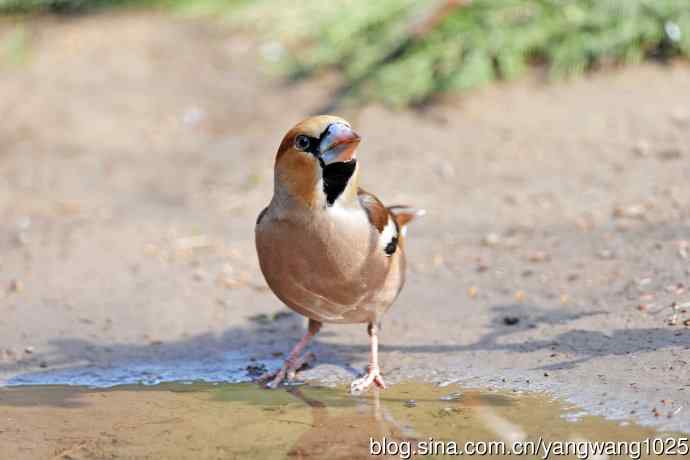 北京天坛公园的鸟类——锡嘴雀（4）