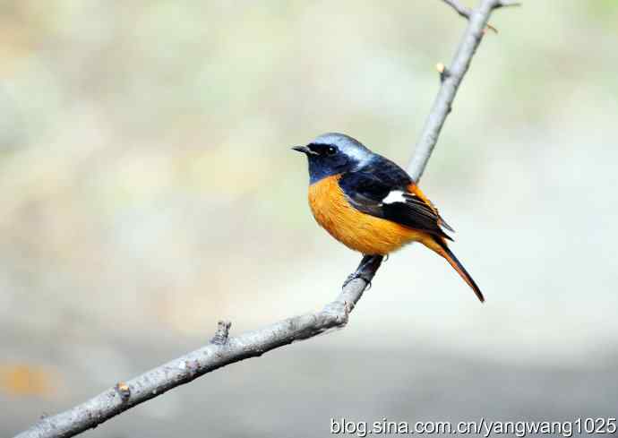 雄性北红尾鸲（5）