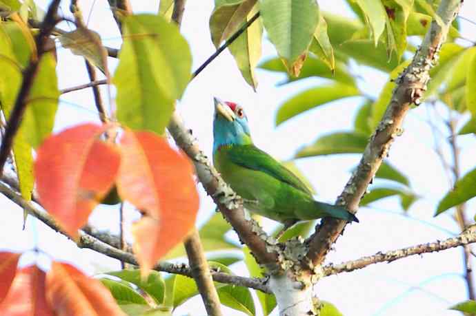 【版纳植物园三日 wbr新收获16种小鸟儿】 【版纳植物园三日 wbr新收获16种小鸟儿】