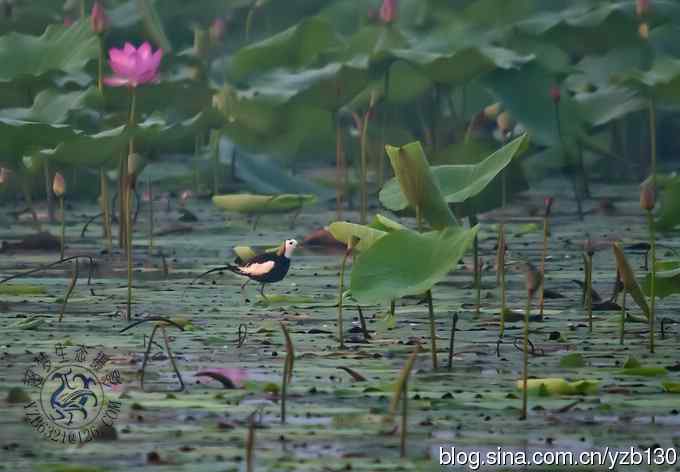 凌波仙子鈥斺斘业拿沃星槿耍ㄗ橥迹22张图片）