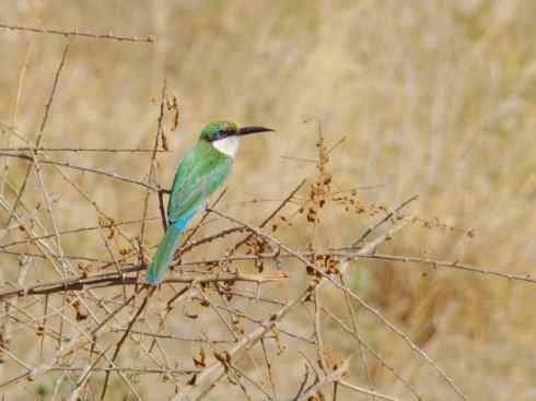 绝色攀禽:佛法僧目之蜂虎 绝色攀禽:佛法僧目之蜂虎