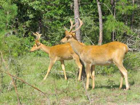 麒麟：传说的兽原型探秘（梅花鹿）