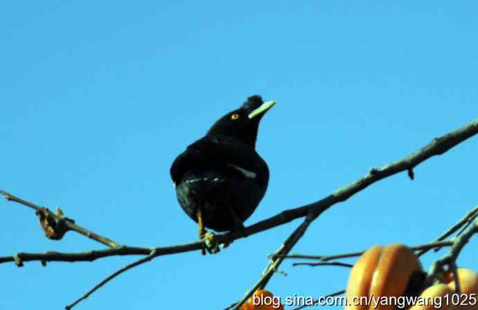 野生鸟(八哥) 野生鸟(八哥)