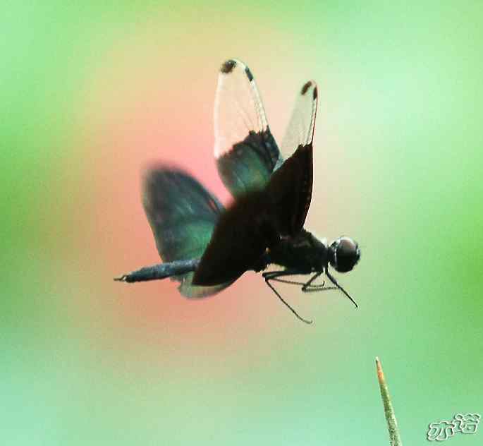 圆明园&nbsp;wbr路&nbsp;wbr黑丽翅蜻鈥斺敽商裂蘧