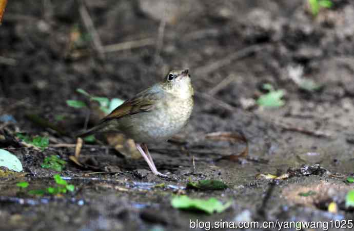 雌性蓝歌鸲（7）