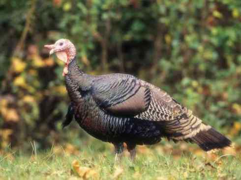 奇特的盔：眼斑吐绶鸡