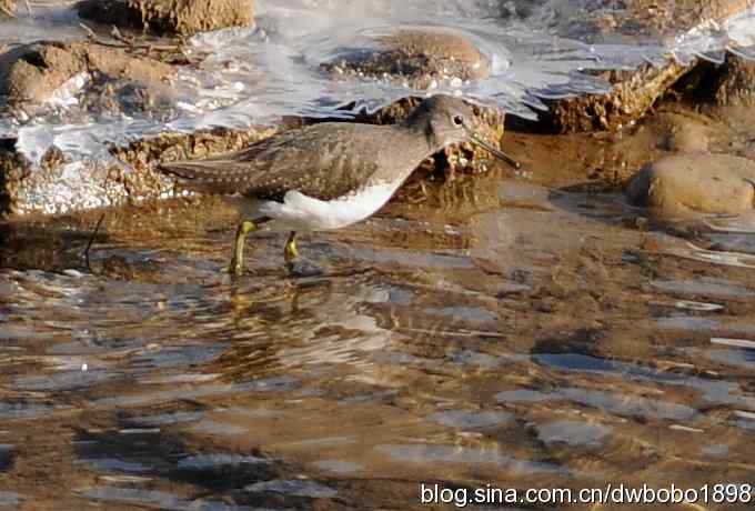 山光悦鸟性 wbr偶心竞翔飞 山光悦鸟性 wbr偶心竞翔飞