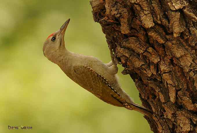植物园：紫背.白眉和绿啄　