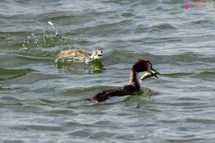 凤头鸊鷉（四）育雏喂食
