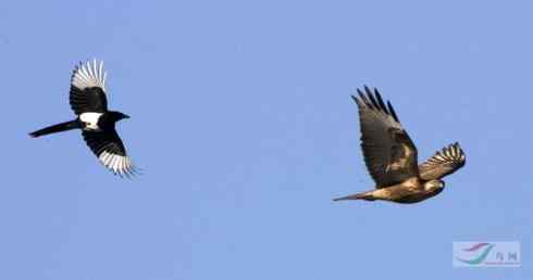 [组图]毛脚鵟与喜鹊