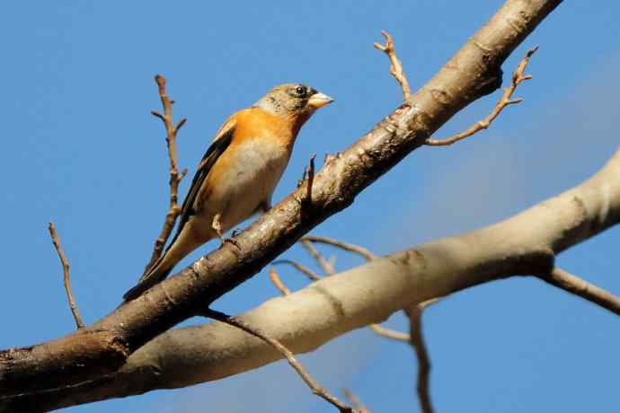 春天行走 wbr北植几只鸟 春天行走 wbr北植几只鸟