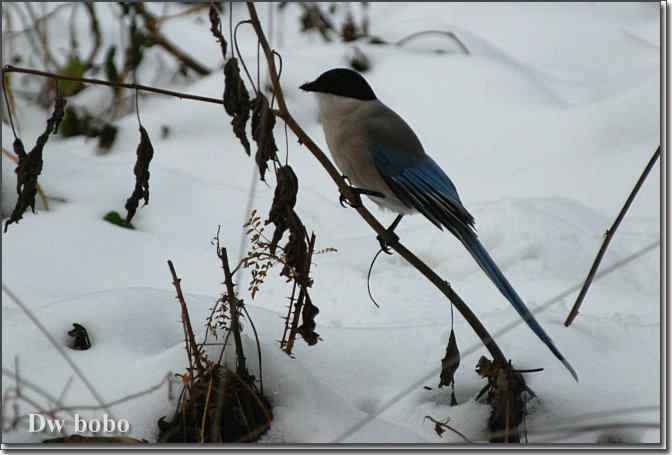 点击图片或使用键盘← →翻页