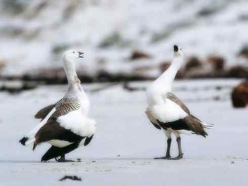 欣赏:美丽的草雁 欣赏:美丽的草雁