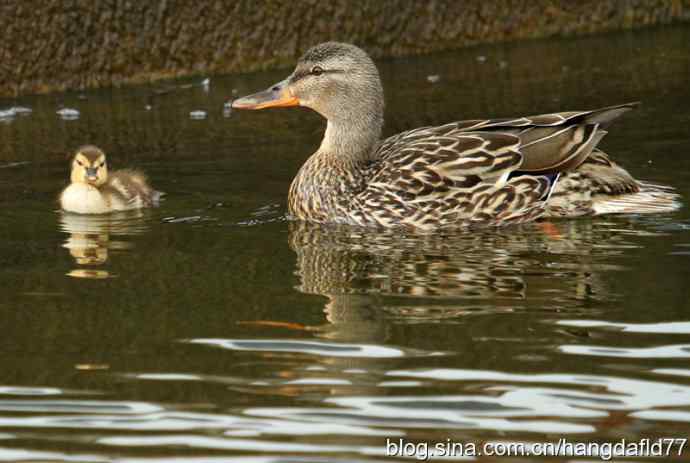 野鸭母子