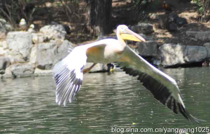 鹈鹕(抓拍) 鹈鹕(抓拍)