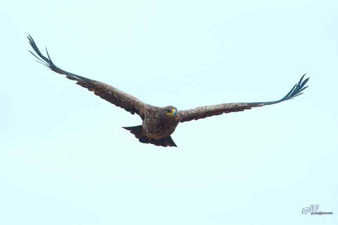 一组草原雕迎面起飞和飞行图（拍摄距离60米）