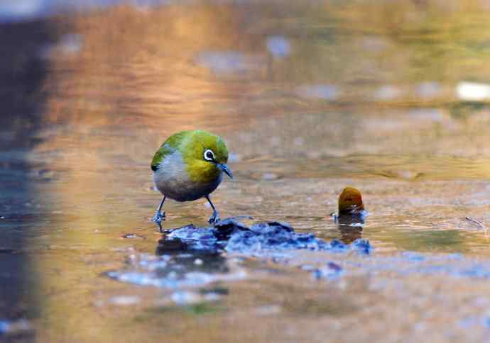 暗绿绣眼鸟（1）
