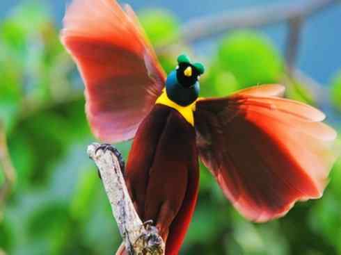 猎奇：十大奇异鸟类之二（极乐鸟、火烈鸟、猴面鹰）