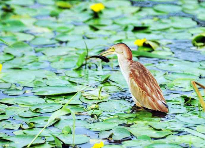 辛勤的收获 辛勤的收获