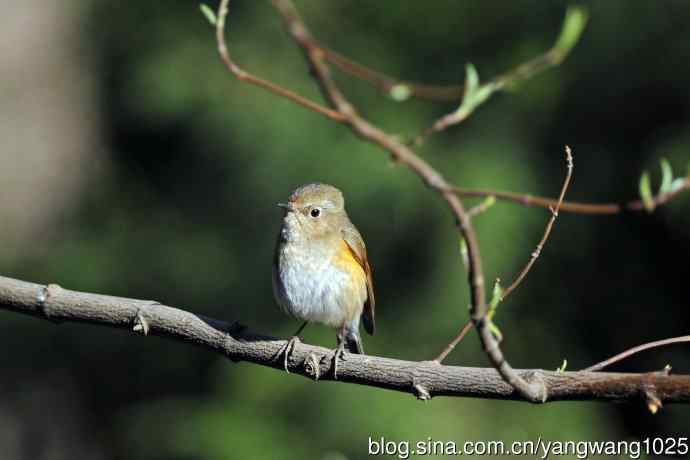 北京天坛公园的鸟类——早餐中的雌性红胁蓝尾鸲