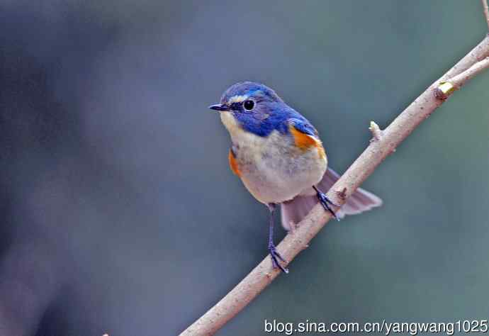 北京天坛公园的鸟类——雄性红胁蓝尾鸲（12）