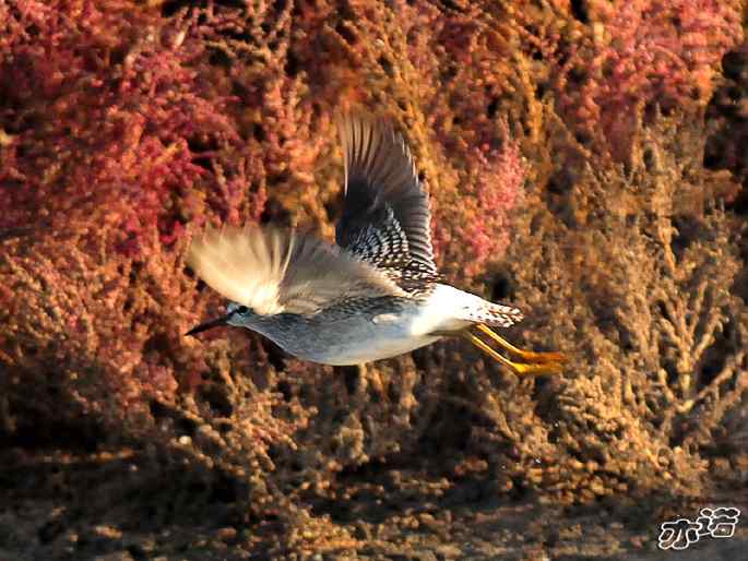 河北乐亭 wbr路 wbr林鷸 河北乐亭 wbr路 wbr林鷸