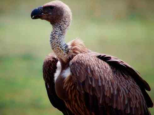 另类鸟类建筑师之一（白鹳、秃鹳）