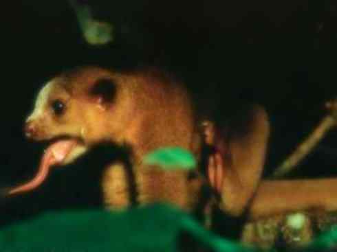 十大喜食蜂蜜动物：蜜熊