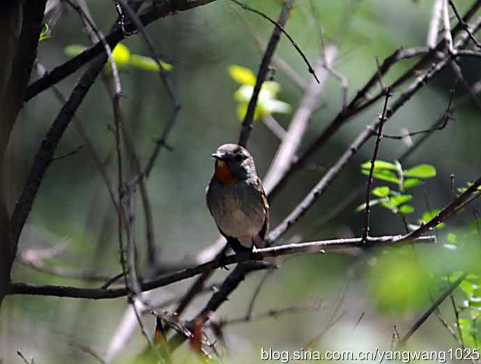 艰辛的付出愉悦的回报(日记) 艰辛的付出愉悦的回报(日记)