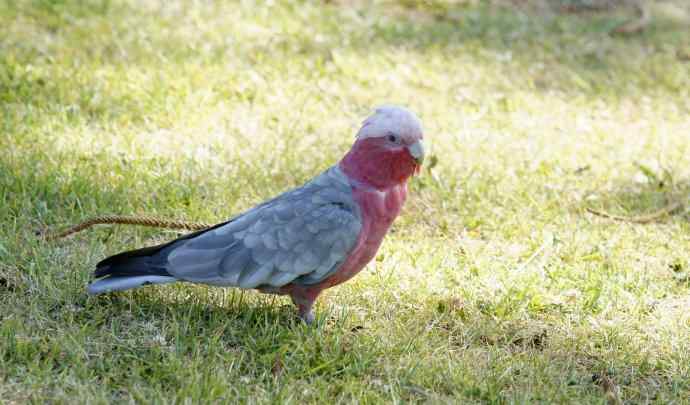 澳洲拍鸟鈥斺敺酆旆锿佛叙 澳洲拍鸟鈥斺敺酆旆锿佛叙